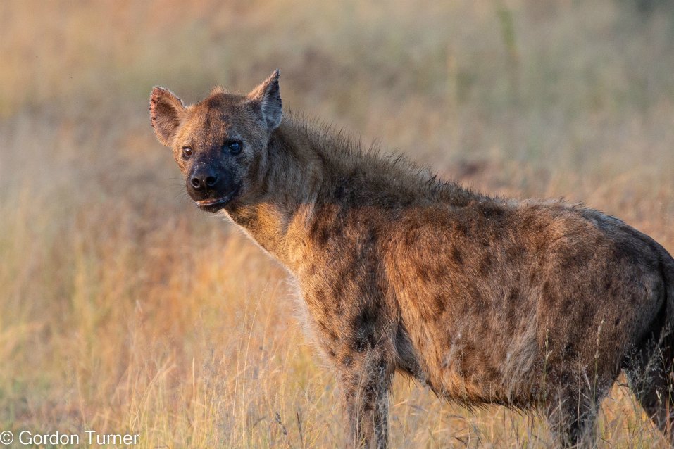 <h2>The Best of South Africa Escorted 2023</h2> 14 Nights | 6 Rounds | March 11 - 25